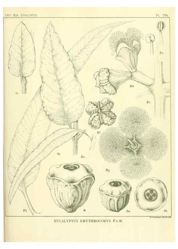 Reproducción/Reproduction 47010176942: A critical revision of the genus Eucalyptus,. Sydney,Gullick,1903-33.. 
