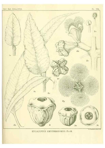 Reproducción/Reproduction 47010176942: A critical revision of the genus Eucalyptus,. Sydney,Gullick,1903-33.. 