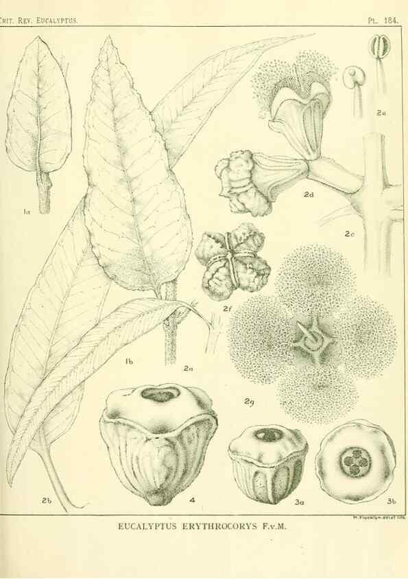 Reproducción/Reproduction 47010176942: A critical revision of the genus Eucalyptus,. Sydney,Gullick,1903-33.. 