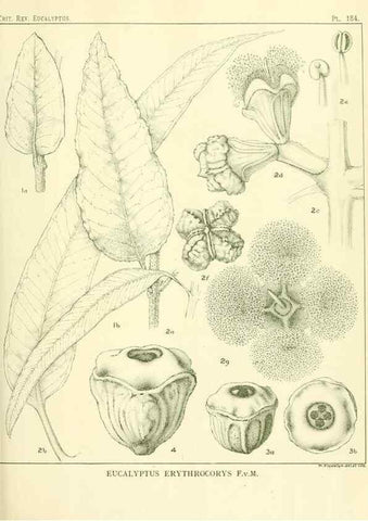Reproducción/Reproduction 47010176942: A critical revision of the genus Eucalyptus,. Sydney,Gullick,1903-33.. 