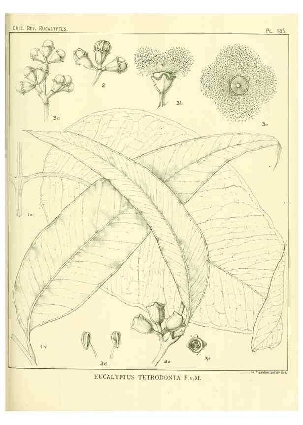 Reproducción/Reproduction 33187245868: A critical revision of the genus Eucalyptus,. Sydney,Gullick,1903-33.. 