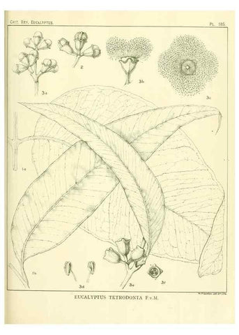 Reproducción/Reproduction 33187245868: A critical revision of the genus Eucalyptus,. Sydney,Gullick,1903-33.. 