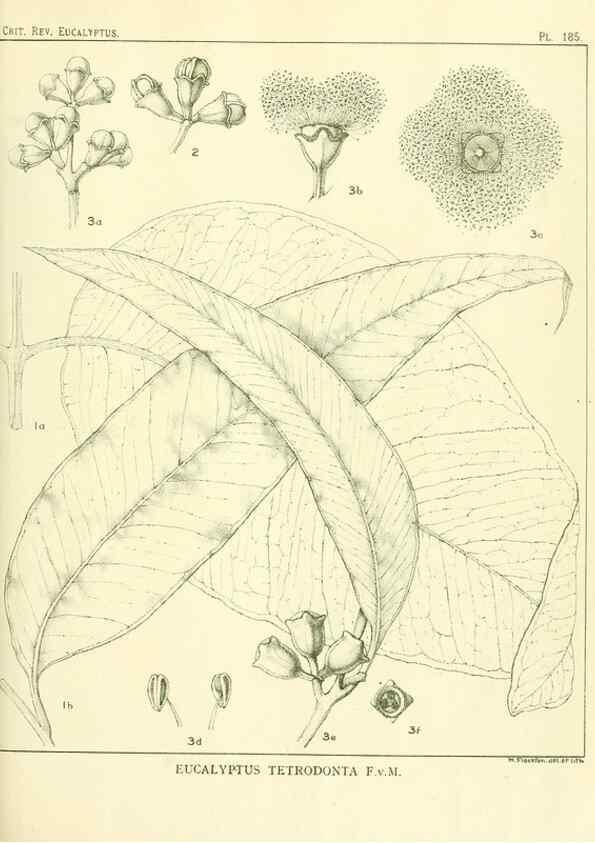 Reproducción/Reproduction 33187245868: A critical revision of the genus Eucalyptus,. Sydney,Gullick,1903-33.. 