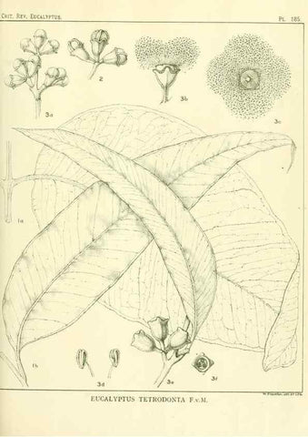 Reproducción/Reproduction 33187245868: A critical revision of the genus Eucalyptus,. Sydney,Gullick,1903-33.. 