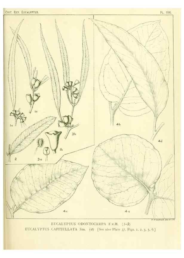 Reproducción/Reproduction 32120646307: A critical revision of the genus Eucalyptus,. Sydney,Gullick,1903-33.. 