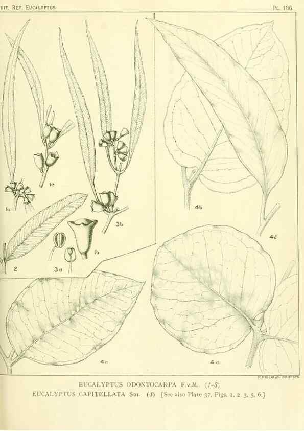 Reproducción/Reproduction 32120646307: A critical revision of the genus Eucalyptus,. Sydney,Gullick,1903-33.. 
