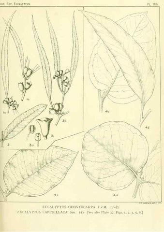 Reproducción/Reproduction 32120646307: A critical revision of the genus Eucalyptus,. Sydney,Gullick,1903-33.. 