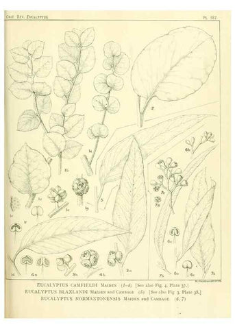 Reproducción/Reproduction 33187248758: A critical revision of the genus Eucalyptus,. Sydney,Gullick,1903-33.. 