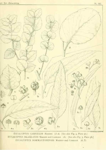 Reproducción/Reproduction 33187248758: A critical revision of the genus Eucalyptus,. Sydney,Gullick,1903-33.. 