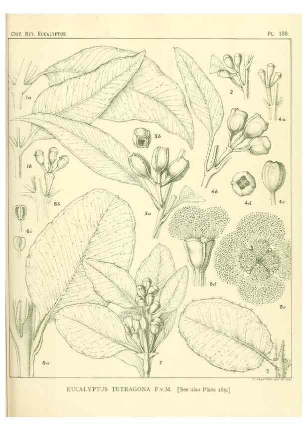 Reproducción/Reproduction 33187250138: A critical revision of the genus Eucalyptus,. Sydney,Gullick,1903-33.. 