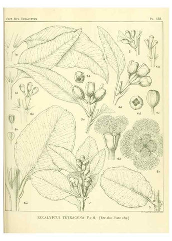 Reproducción/Reproduction 33187250138: A critical revision of the genus Eucalyptus,. Sydney,Gullick,1903-33.. 
