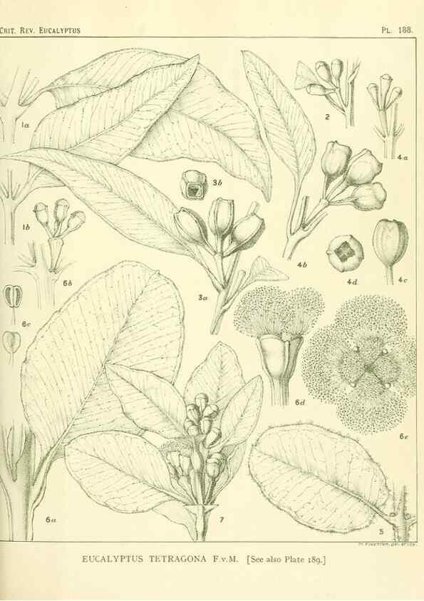 Reproducción/Reproduction 33187250138: A critical revision of the genus Eucalyptus,. Sydney,Gullick,1903-33.. 