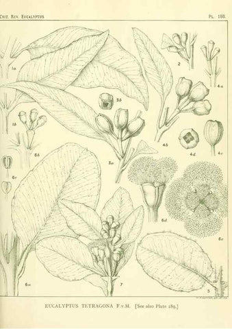 Reproducción/Reproduction 33187250138: A critical revision of the genus Eucalyptus,. Sydney,Gullick,1903-33.. 