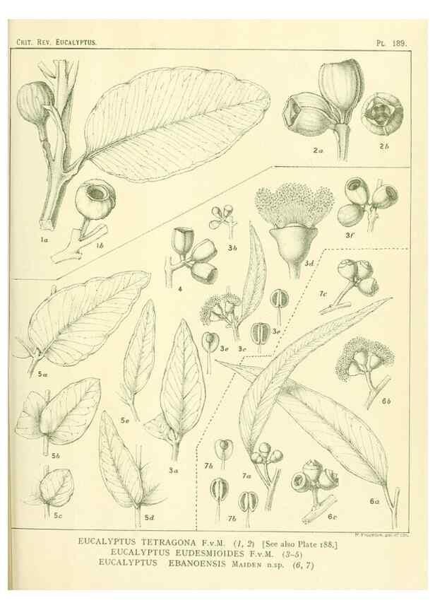 Reproducción/Reproduction 40097555163: A critical revision of the genus Eucalyptus,. Sydney,Gullick,1903-33.. 
