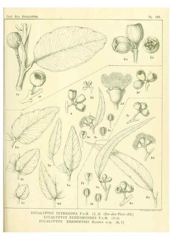 Reproducción/Reproduction 40097555163: A critical revision of the genus Eucalyptus,. Sydney,Gullick,1903-33.. 