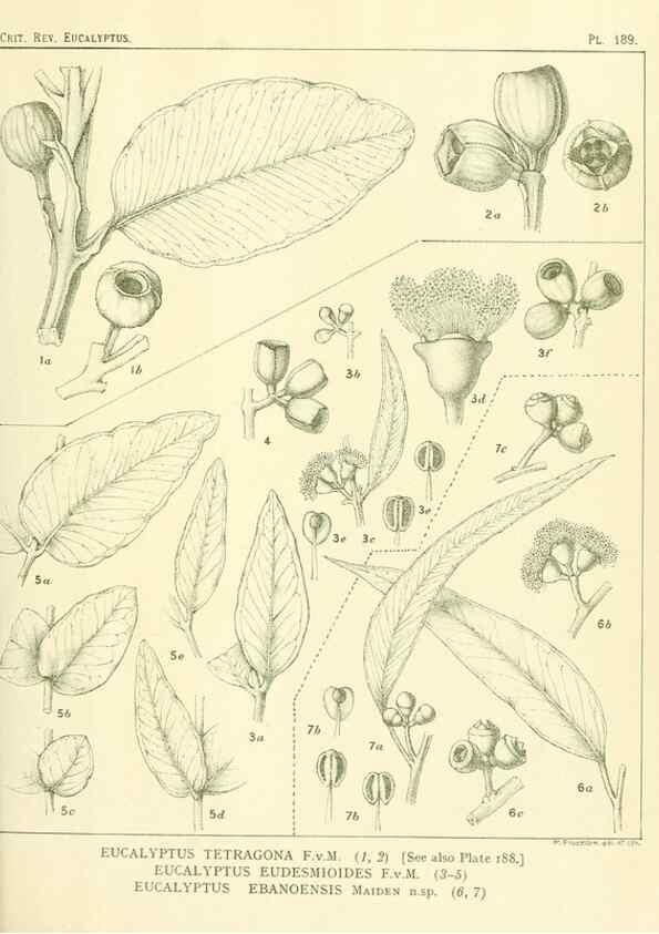 Reproducción/Reproduction 40097555163: A critical revision of the genus Eucalyptus,. Sydney,Gullick,1903-33.. 