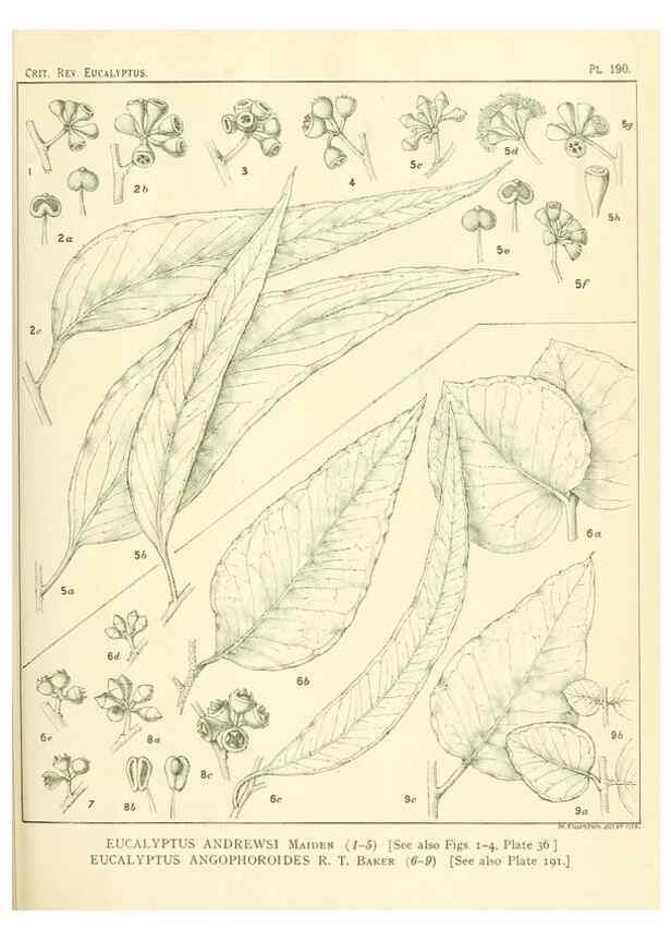 Reproducción/Reproduction 47010181732: A critical revision of the genus Eucalyptus,. Sydney,Gullick,1903-33.. 