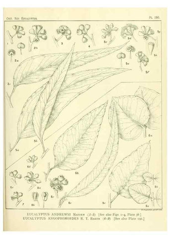 Reproducción/Reproduction 47010181732: A critical revision of the genus Eucalyptus,. Sydney,Gullick,1903-33.. 