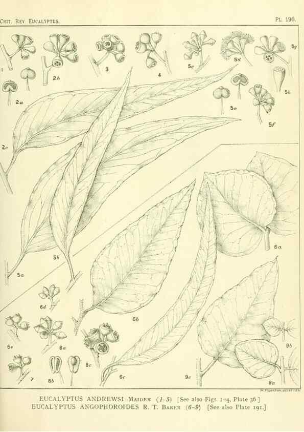 Reproducción/Reproduction 47010181732: A critical revision of the genus Eucalyptus,. Sydney,Gullick,1903-33.. 