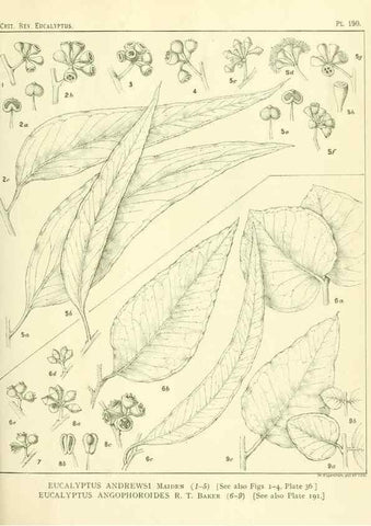 Reproducción/Reproduction 47010181732: A critical revision of the genus Eucalyptus,. Sydney,Gullick,1903-33.. 