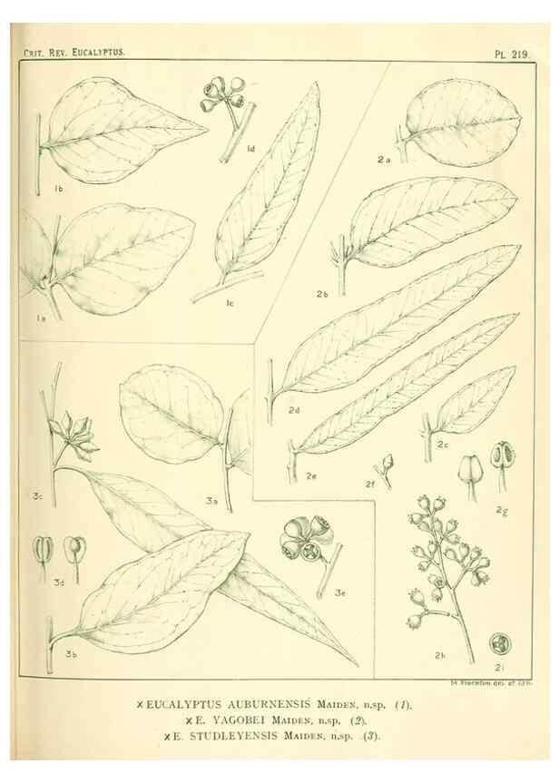 Reproducción/Reproduction 32120757947: A critical revision of the genus Eucalyptus,. Sydney,Gullick,1903-33.. 