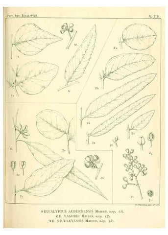 Reproducción/Reproduction 32120757947: A critical revision of the genus Eucalyptus,. Sydney,Gullick,1903-33.. 
