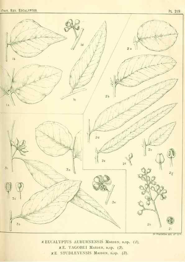 Reproducción/Reproduction 32120757947: A critical revision of the genus Eucalyptus,. Sydney,Gullick,1903-33.. 