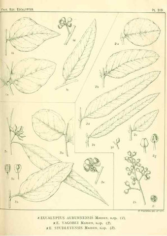 Reproducción/Reproduction 32120757947: A critical revision of the genus Eucalyptus,. Sydney,Gullick,1903-33.. 