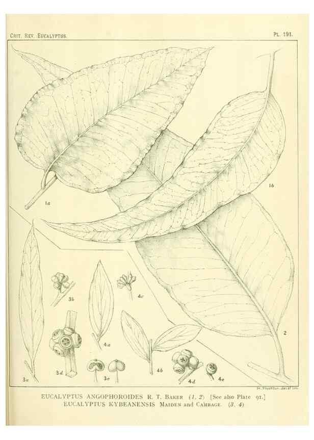 Reproducción/Reproduction 46148717705: A critical revision of the genus Eucalyptus,. Sydney,Gullick,1903-33.. 