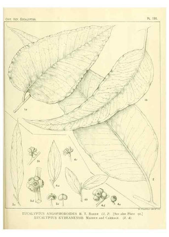 Reproducción/Reproduction 46148717705: A critical revision of the genus Eucalyptus,. Sydney,Gullick,1903-33.. 