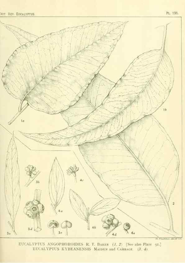 Reproducción/Reproduction 46148717705: A critical revision of the genus Eucalyptus,. Sydney,Gullick,1903-33.. 