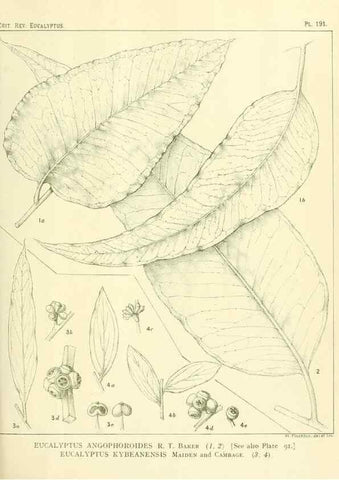 Reproducción/Reproduction 46148717705: A critical revision of the genus Eucalyptus,. Sydney,Gullick,1903-33.. 