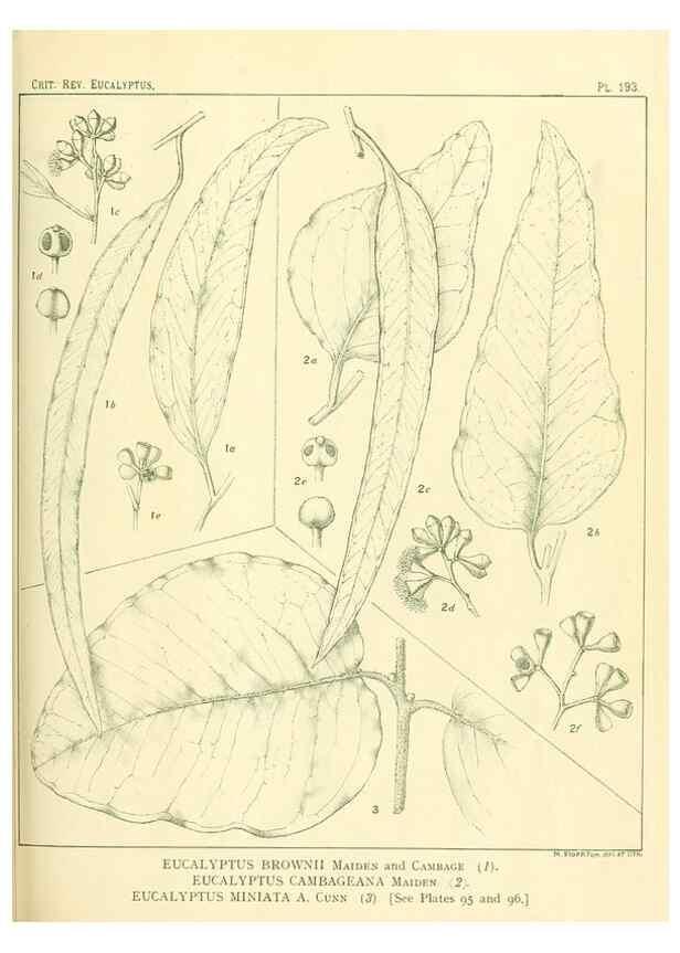 Reproducción/Reproduction 33187255298: A critical revision of the genus Eucalyptus,. Sydney,Gullick,1903-33.. 