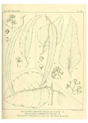 Reproducción/Reproduction 33187255298: A critical revision of the genus Eucalyptus,. Sydney,Gullick,1903-33.. 