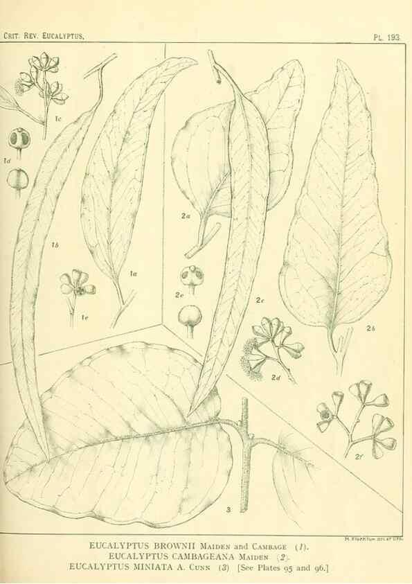 Reproducción/Reproduction 33187255298: A critical revision of the genus Eucalyptus,. Sydney,Gullick,1903-33.. 