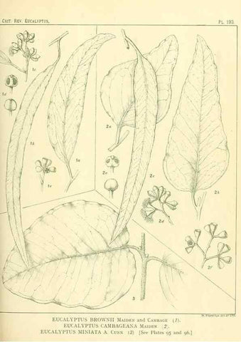 Reproducción/Reproduction 33187255298: A critical revision of the genus Eucalyptus,. Sydney,Gullick,1903-33.. 