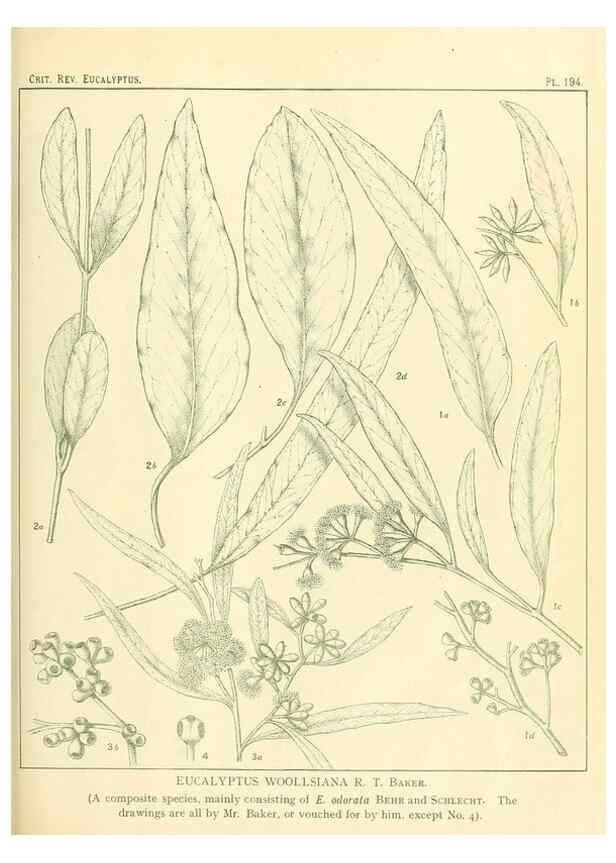 Reproducción/Reproduction 32120654357: A critical revision of the genus Eucalyptus,. Sydney,Gullick,1903-33.. 