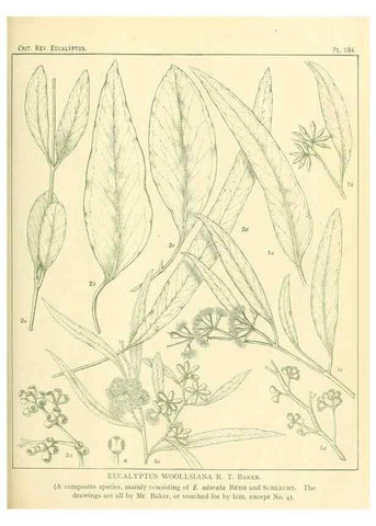 Reproducción/Reproduction 32120654357: A critical revision of the genus Eucalyptus,. Sydney,Gullick,1903-33.. 
