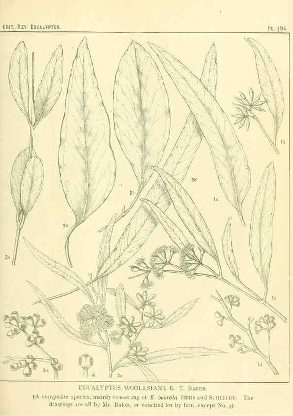 Reproducción/Reproduction 32120654357: A critical revision of the genus Eucalyptus,. Sydney,Gullick,1903-33.. 