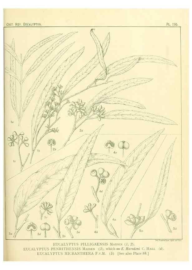 Reproducción/Reproduction 46148721875: A critical revision of the genus Eucalyptus,. Sydney,Gullick,1903-33.. 