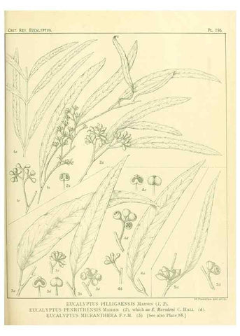 Reproducción/Reproduction 46148721875: A critical revision of the genus Eucalyptus,. Sydney,Gullick,1903-33.. 