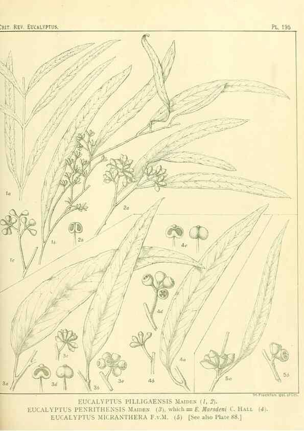 Reproducción/Reproduction 46148721875: A critical revision of the genus Eucalyptus,. Sydney,Gullick,1903-33.. 