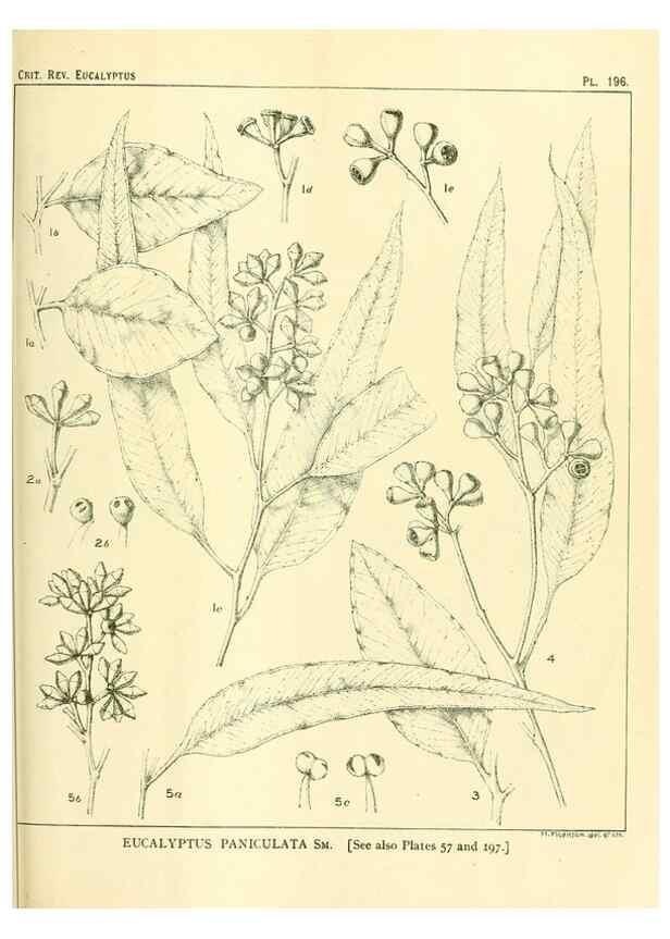 Reproducción/Reproduction 46148722935: A critical revision of the genus Eucalyptus,. Sydney,Gullick,1903-33.. 