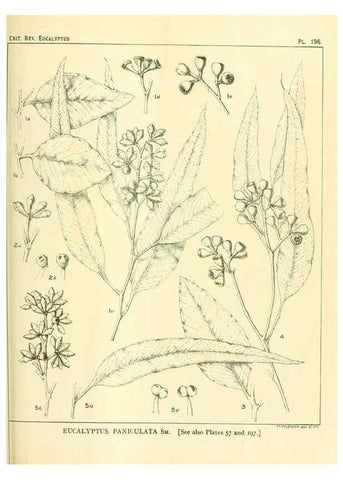 Reproducción/Reproduction 46148722935: A critical revision of the genus Eucalyptus,. Sydney,Gullick,1903-33.. 