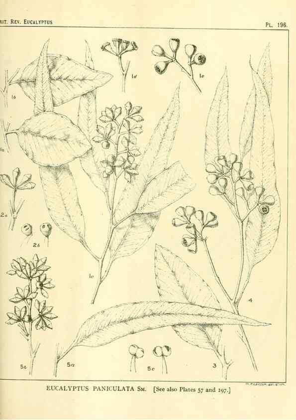 Reproducción/Reproduction 46148722935: A critical revision of the genus Eucalyptus,. Sydney,Gullick,1903-33.. 