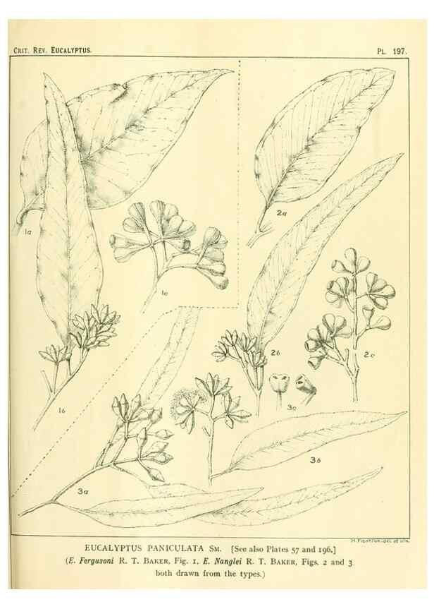 Reproducción/Reproduction 47062477941: A critical revision of the genus Eucalyptus,. Sydney,Gullick,1903-33.. 