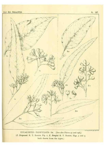 Reproducción/Reproduction 47062477941: A critical revision of the genus Eucalyptus,. Sydney,Gullick,1903-33.. 