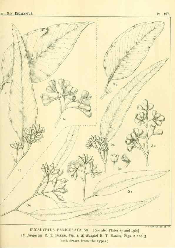 Reproducción/Reproduction 47062477941: A critical revision of the genus Eucalyptus,. Sydney,Gullick,1903-33.. 