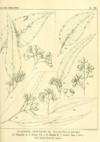 Reproducción/Reproduction 47062477941: A critical revision of the genus Eucalyptus,. Sydney,Gullick,1903-33.. 