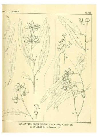 Reproducción/Reproduction 32120658657: A critical revision of the genus Eucalyptus,. Sydney,Gullick,1903-33.. 